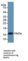 Bone Morphogenetic Protein 2 (BMP2) Antibody