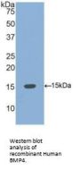 Bone Morphogenetic Protein 4 (BMP4) Antibody