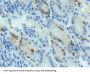 Bone Morphogenetic Protein 4 (BMP4) Antibody