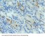Bone Morphogenetic Protein 4 (BMP4) Antibody