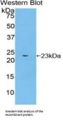 Bone Morphogenetic Protein 4 (BMP4) Antibody