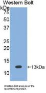 Bone Morphogenetic Protein 7 (BMP7) Antibody