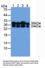 Catechol-O-Methyltransferase (COMT) Antibody