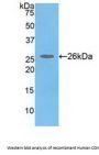 Catechol-O-Methyltransferase (COMT) Antibody