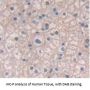 Catechol-O-Methyltransferase (COMT) Antibody