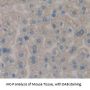 Catechol-O-Methyltransferase (COMT) Antibody