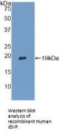 Delta Sleep-Inducing Peptide (dSIP) Antibody