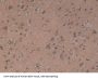 Delta Sleep-Inducing Peptide (dSIP) Antibody
