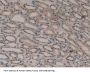 Delta Sleep-Inducing Peptide (dSIP) Antibody