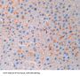 Fibroblast Growth Factor 13 (FGF13) Antibody