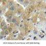 Tissue Alpha-L-Fucosidase (FUCA1) Antibody
