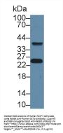 GSTp Antibody