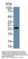 GSTp Antibody