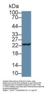 GSTp Antibody