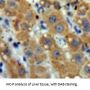Glutathione S Transferase Pi (GSTp) Antibody