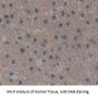 Histone Cluster 1, H2ab (HIST1H2AB) Antibody