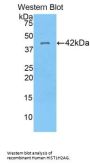 Histone Cluster 1, H2ag (HIST1H2AG) Antibody