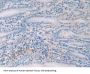 Histone Cluster 1, H2ag (HIST1H2AG) Antibody