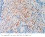 Histone Cluster 1, H2ag (HIST1H2AG) Antibody