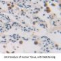 HIST2H2AC Antibody