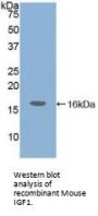 IGF1 Antibody