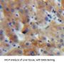IGF1 Antibody