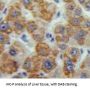 Matrix Metalloproteinase 16 (MMP16) Antibody