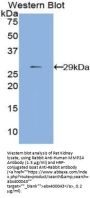 Matrix Metalloproteinase 24 (MMP24) Antibody