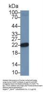 Parkinson Disease Protein 7 (PARK7) Antibody