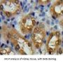 Parkinson Disease Protein 7 (PARK7) Antibody