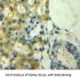 Parkinson Disease Protein 7 (PARK7) Antibody