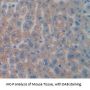 Pyruvate Kinase, Liver And RBC (PK) Antibody