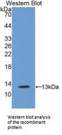 Trefoil Factor 3 (TFF3) Antibody