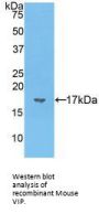 Vasoactive Intestinal Peptide (VIP) Antibody