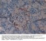 Vasoactive Intestinal Peptide (VIP) Antibody