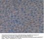 Vasoactive Intestinal Peptide (VIP) Antibody