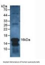 Charcot Leyden Crystal Protein (CLC) Antibody