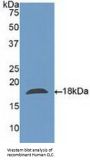 Charcot Leyden Crystal Protein (CLC) Antibody