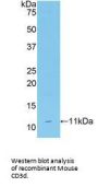 Cluster of Differentiation 3d (CD3D) Antibody