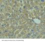Cluster of Differentiation 3d (CD3D) Antibody
