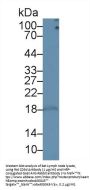 Cluster of Differentiation 3d (CD3D) Antibody