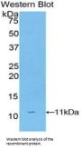 Cluster of Differentiation 3d (CD3D) Antibody