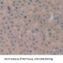 Cluster of Differentiation 3d (CD3D) Antibody