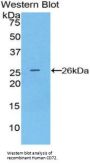 B-Cell Differentiation Antigen CD72 (CD72) Antibody