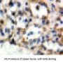 B-Cell Differentiation Antigen CD72 (CD72) Antibody