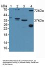 Disrupted In Schizophrenia 1 (DISC1) Antibody
