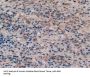 Disrupted In Schizophrenia 1 (DISC1) Antibody