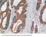 Disrupted In Schizophrenia 1 (DISC1) Antibody