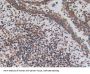 Disrupted In Schizophrenia 1 (DISC1) Antibody