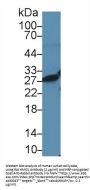 High Mobility Group Protein 1 (HMG1) Antibody